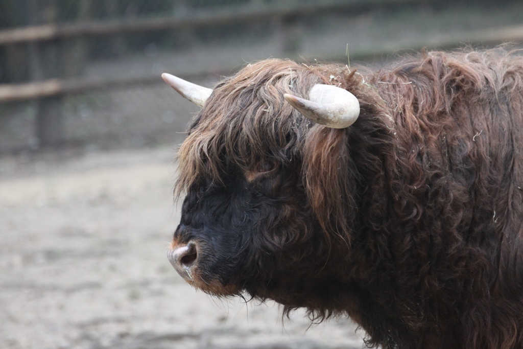 Mucche Highlander Prezzo : Mini mucche delle Highland: funzionalità ...